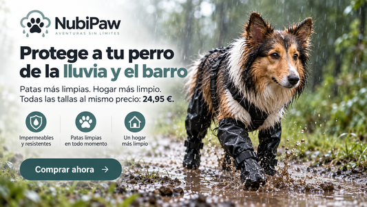 NubiPaw: perro con protectores altos de patas durante un paseo con lluvia